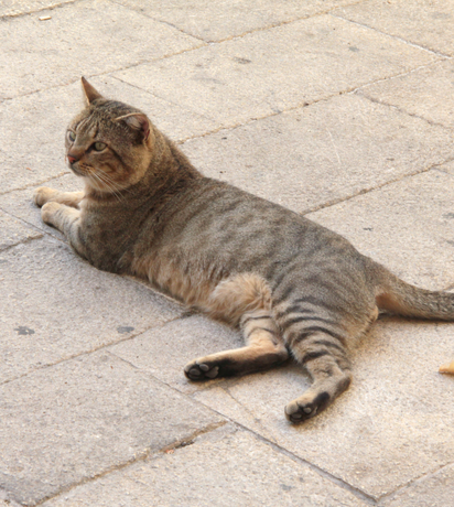 Paw Patrol: Protecting Your Pet’s Paws on Hot Pavement